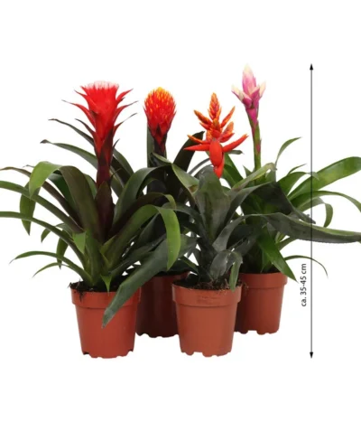 Bromelien-Set, 4-teilig 11 Bromelien-Set, 4-teilig -Haus Pflanzen Welt 8628042 WE FS 003 BromelienRoyal4Set