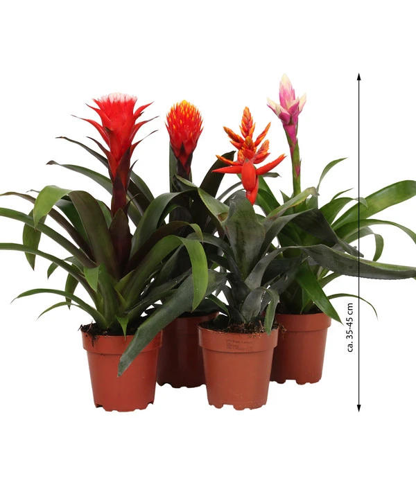 Bromelien-Set, 4-teilig 5 Bromelien-Set, 4-teilig – Bild 3