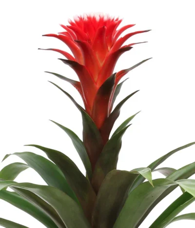 Bromelien-Set Sommerfrische, 4-teilig -Haus Pflanzen Welt 8628059 WE DE 002 BromelienMix4erSet