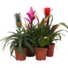 Bromelien-Set Sommerfrische, 4-teilig -Haus Pflanzen Welt 8628059 WE FS 002 BromelienMix4erSet