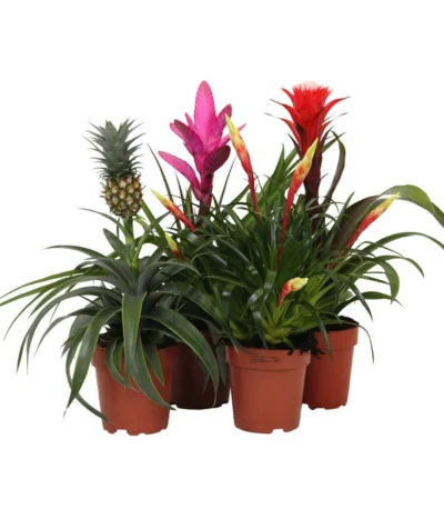 Bromelien-Set Sommerfrische, 4-teilig