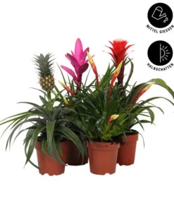 Bromelien-Set Sommerfrische, 4-teilig -Haus Pflanzen Welt 8628059 WE IG 002 BromelienMix4erSet