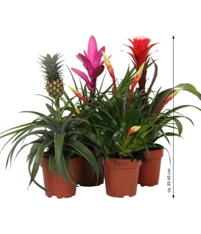 Bromelien-Set Sommerfrische, 4-teilig -Haus Pflanzen Welt 8628059 WE IG 007 BromelienMix4erSet