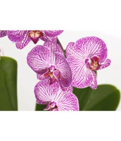 Schmetterlingsorchidee - Phalaenopsis Cultivaris 'Cascade', Verschiedene Sorten -Haus Pflanzen Welt 8634685 PR DE 001 SchmetterlingsorchideePhalaenopsisCascade1TrieberT12DehnerExpressZS