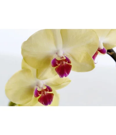 Schmetterlingsorchidee - Phalaenopsis Cultivaris 'Cascade', Verschiedene Sorten 12 Schmetterlingsorchidee - Phalaenopsis Cultivaris 'Cascade', Verschiedene Sorten -Haus Pflanzen Welt 8634685 PR DE 002 SchmetterlingsorchideePhalaenopsisCascade1TrieberT12DehnerExpressZS