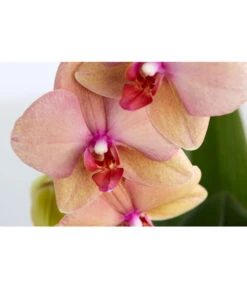 Schmetterlingsorchidee - Phalaenopsis Cultivaris 'Cascade', Verschiedene Sorten -Haus Pflanzen Welt 8634685 PR DE 003 SchmetterlingsorchideePhalaenopsisCascade1TrieberT12DehnerExpressZS