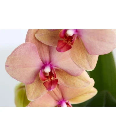 Schmetterlingsorchidee - Phalaenopsis Cultivaris 'Cascade', Verschiedene Sorten 13 Schmetterlingsorchidee - Phalaenopsis Cultivaris 'Cascade', Verschiedene Sorten -Haus Pflanzen Welt 8634685 PR DE 003 SchmetterlingsorchideePhalaenopsisCascade1TrieberT12DehnerExpressZS