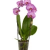 Schmetterlingsorchidee - Phalaenopsis Cultivaris 'Cascade', Verschiedene Sorten