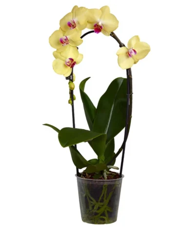 Schmetterlingsorchidee - Phalaenopsis Cultivaris 'Cascade', Verschiedene Sorten 9 Schmetterlingsorchidee - Phalaenopsis Cultivaris 'Cascade', Verschiedene Sorten -Haus Pflanzen Welt 8634685 PR FS 002 SchmetterlingsorchideePhalaenopsisCascade1TrieberT12DehnerExpressZS