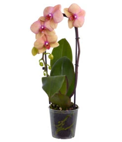 Schmetterlingsorchidee - Phalaenopsis Cultivaris 'Cascade', Verschiedene Sorten -Haus Pflanzen Welt 8634685 PR FS 003 SchmetterlingsorchideePhalaenopsisCascade1TrieberT12DehnerExpressZS