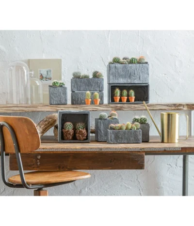 Warzenkaktus - Mammilaria, Verschiedene Sorten -Haus Pflanzen Welt 863470 WE MO 001 KaktusKugelmixT5 5 GC10 2022