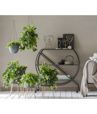 Schamblume - Aeschynanthus Japhrolepis -Haus Pflanzen Welt 8635377 WE MO 001 AeschynanthusAmpel2021GC15 1