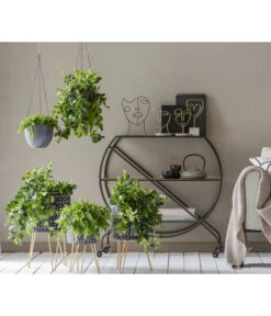 Schamblume - Aeschynanthus Radicans 'Mona Lisa', Ampel 9 Schamblume - Aeschynanthus Radicans 'Mona Lisa', Ampel -Haus Pflanzen Welt 8635377 WE MO 001 AeschynanthusAmpel2021GC15