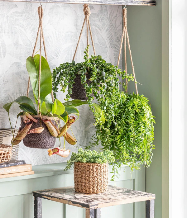 Kannenpflanze - Nepenthes Alata, Ampel 4 Kannenpflanze - Nepenthes Alata, Ampel – Bild 2