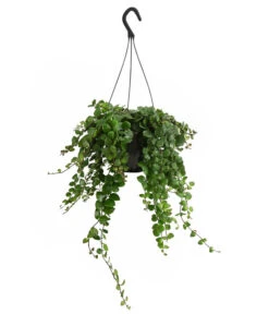 Schamblume - Aeschynanthus 'Pink Polka', Ampel -Haus Pflanzen Welt 8635385 PR FS 001 AeschynanathusPinkPolkaT18