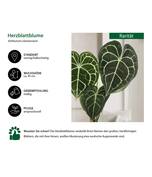 Herzblattblume - Anthurium Clarinervium 4 Herzblattblume - Anthurium Clarinervium – Bild 2