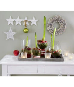 Amaryllis - Hippeastrum Hybride, Eintriebig, Rot -Haus Pflanzen Welt 8646994 8700809 WE MO 001 Amaryllis 009 1