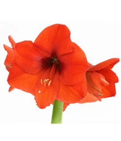 Amaryllis - Hippeastrum Hybride, Eintriebig, Rot -Haus Pflanzen Welt 8646994 WE DE 001 AmaryllisHippeastrumT12RotEintrieberDehnerExpressHerzigOW