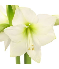 Amaryllis - Hippeastrum-Hybride -Haus Pflanzen Welt 8646994 WE DE 001 AmaryllisRittersternHippeastrum1TrWeissHerzig