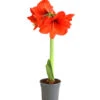 Amaryllis - Hippeastrum Hybride, Eintriebig, Rot -Haus Pflanzen Welt 8646994 WE FS 001 AmaryllisHippeastrumT12RotEintrieberDehnerExpressHerzigOW
