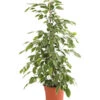 Birkenfeige - Ficus Benjamina 'Golden King' -Haus Pflanzen Welt 8648073 WE FS 001 FicusGoldenKingT17DehnerExpressHerzig