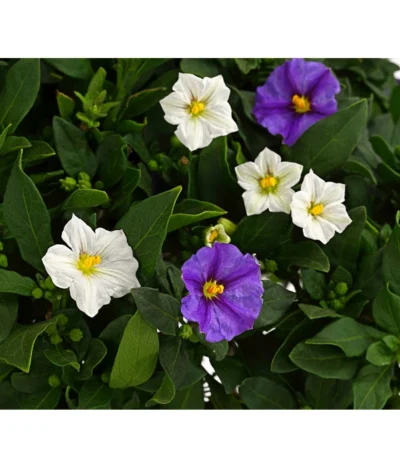 Enzianstrauch-Duo, Stämmchen -Haus Pflanzen Welt 8649691 PR DE 001 SolanumRantonettiStammT17TwinDehnerExpressHerzig