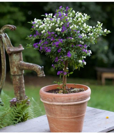 Enzianstrauch-Duo, Stämmchen -Haus Pflanzen Welt 8649691 PR MO 001 LycianthesRantonettiyEnzianstrauchDehnerTerrakottaTopfDoppioBoro