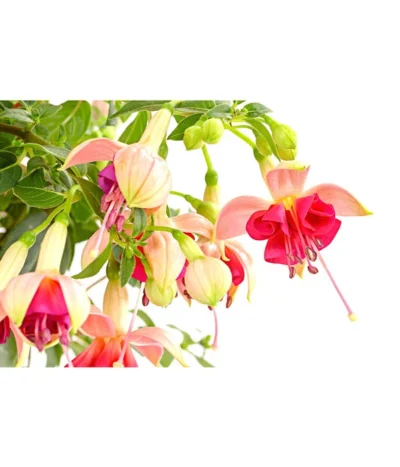 Fuchsie, Verschiedene Sorten -Haus Pflanzen Welt 8649733 PR DE 001 FuchsienStammMixT17DehnerExpressHerzig