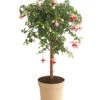 Fuchsie, Verschiedene Sorten -Haus Pflanzen Welt 8649733 PR FS 001 FuchsienStammMixT17DehnerExpressHerzig