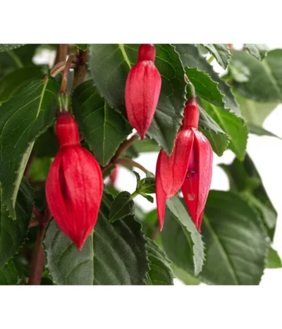 Fuchsie, Verschiedene Sorten -Haus Pflanzen Welt 8649733 WE DE 001 FuchsienStammMixT17FuchsiaCultivars