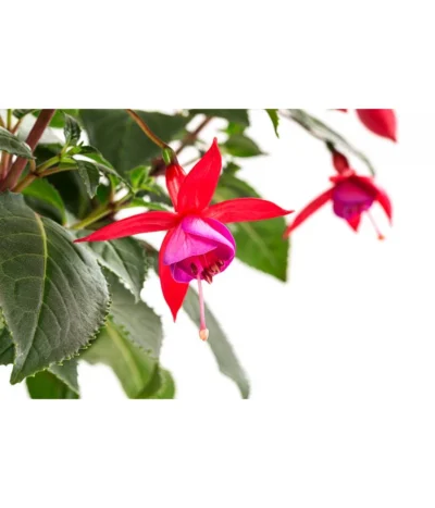 Fuchsie, Verschiedene Sorten -Haus Pflanzen Welt 8649733 WE DE 002 FuchsienStammMix17er