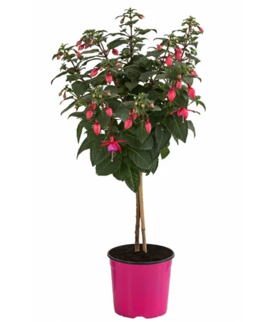 Fuchsie, Verschiedene Sorten -Haus Pflanzen Welt 8649733 WE FS 003 FuchsienStammMix17er