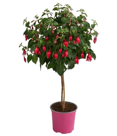 Fuchsie, Verschiedene Sorten -Haus Pflanzen Welt 8649733 WE FS 004 FuchsienStammMixT17FuchsiaCultivars