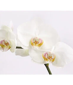 Schmetterlingsorchidee - Phalaenopsis Cultivars 'Crossing' -Haus Pflanzen Welt 8649964 we DE 004 SchmetterlingsorchideePhalaenopsis1TrieberT12DehnerExpressHerzig