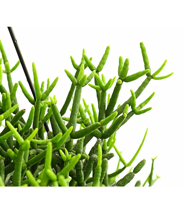 Korallenkaktus - Rhipsalis Baccifera 'Oasis', Ampel 4 Korallenkaktus - Rhipsalis Baccifera 'Oasis', Ampel – Bild 2