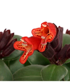 Schamblume - Aeschynanthus Radicans 'Mona Lisa' 5 Schamblume - Aeschynanthus Radicans 'Mona Lisa' -Haus Pflanzen Welt 8650210 PR DE 001 SchamblumeAeschynanthusRadicansMonaLisaT11DehnerExpressHerzig