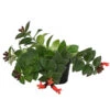 Schamblume - Aeschynanthus Radicans 'Mona Lisa' -Haus Pflanzen Welt 8650210 PR FS 002 SchamblumeAeschynanthusRadicansMonaLisaT11DehnerExpressHerzig