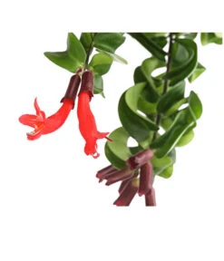 Schamblume - Aeschynanthus Lobbianus 'Rasta', Ampel -Haus Pflanzen Welt 8650236 WE DE 001 SinnblumeAeschynanthusRastaDehnerExpressHerzig
