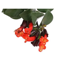 Schamblume - Aeschynanthus Radicans 'Mona Lisa', Ampel 11 Schamblume - Aeschynanthus Radicans 'Mona Lisa', Ampel -Haus Pflanzen Welt 8650376 WE DE 001 SinnblumeAeschynanthusMonaLisaDehnerExpressHerzig