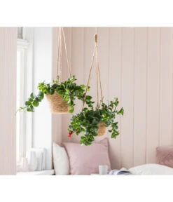 Schamblume - Aeschynanthus Radicans 'Mona Lisa', Ampel 8 Schamblume - Aeschynanthus Radicans 'Mona Lisa', Ampel -Haus Pflanzen Welt 8650376 WE MO 001 AeschynanthusMonaLisaT15 GC13