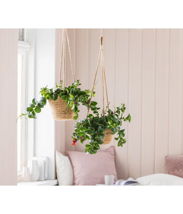 Schamblume - Aeschynanthus Radicans 'Mona Lisa', Ampel 4 Schamblume - Aeschynanthus Radicans 'Mona Lisa', Ampel – Bild 2