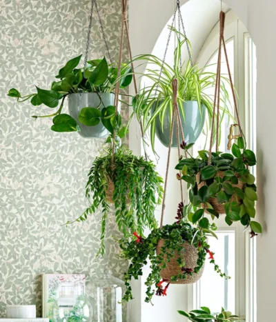 Schamblume - Aeschynanthus Radicans 'Mona Lisa', Ampel -Haus Pflanzen Welt 8650376 WE MO 001 Ampelpflanzen