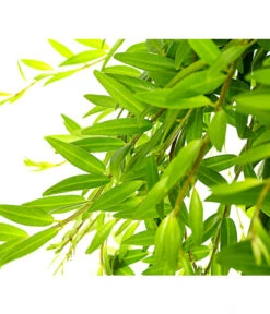 Schamblume - Aeschynanthus Japhrolepis, Ampel -Haus Pflanzen Welt 8651101 PR DE 001 AeschynanthusJaphrolepisSinnblumeSchamblumeT15DehnerExpressHerzig