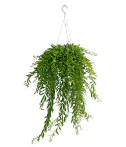 Schamblume - Aeschynanthus Japhrolepis, Ampel