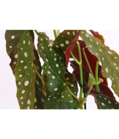 Polka-Dot Begonie - Begonia Maculata -Haus Pflanzen Welt 8651291 PR DE 001 BegonieMaculataT12DehnerExpressHerzig