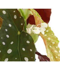 Polka-Dot Begonie - Begonia Maculata -Haus Pflanzen Welt 8651291 PR DE 002 BegonieMaculataT12DehnerExpressHerzig