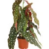 Polka-Dot Begonie - Begonia Maculata -Haus Pflanzen Welt 8651291 PR FS 001 BegonieMaculataT12DehnerExpressHerzig