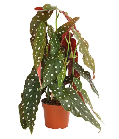 Polka-Dot Begonie - Begonia Maculata