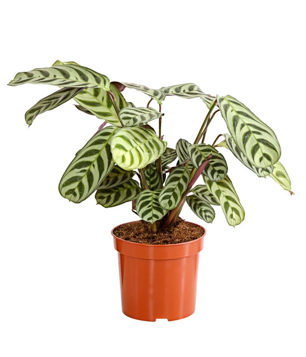 Marante - Ctenanthe Burle-marxii 3 Marante - Ctenanthe Burle-marxii