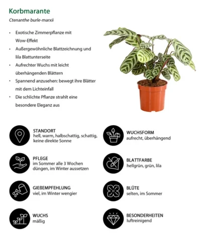 Marante - Ctenanthe Burle-marxii 6 Marante - Ctenanthe Burle-marxii -Haus Pflanzen Welt 8652612 WE IG 001 Korbmarante